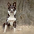 Kate .... the young Border-Collie-Bitch