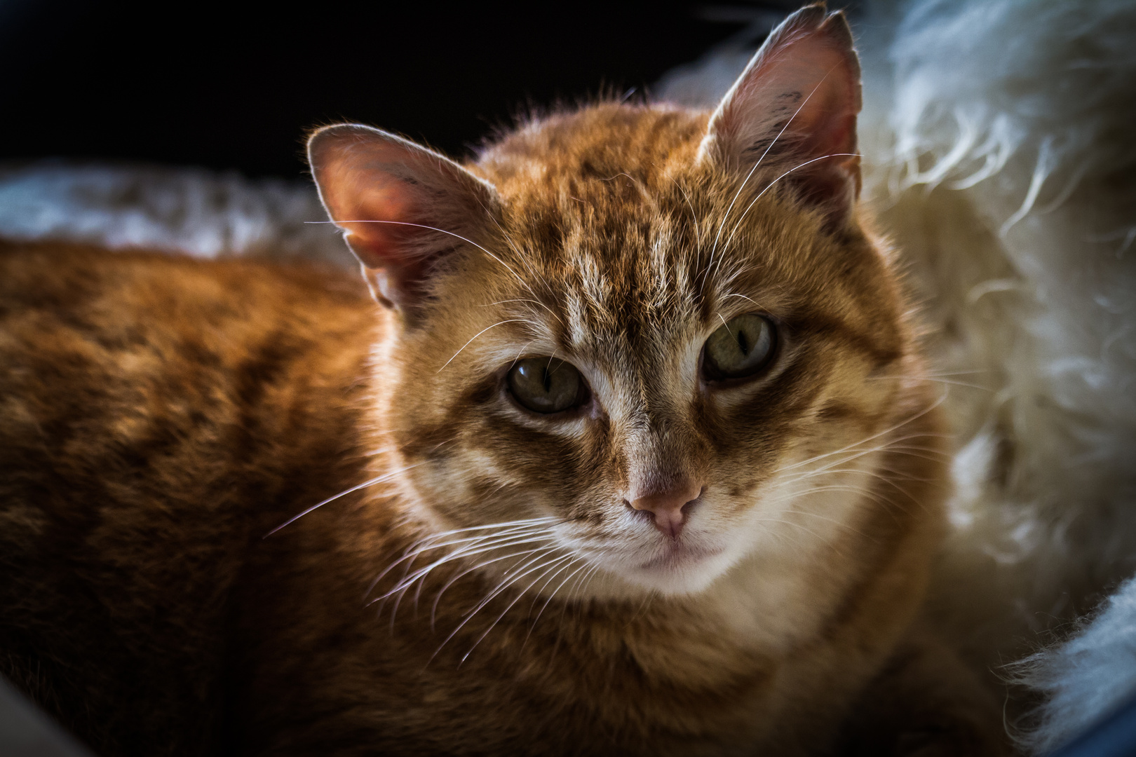 Kater Foto & Bild tiere, haustiere, katzen Bilder auf