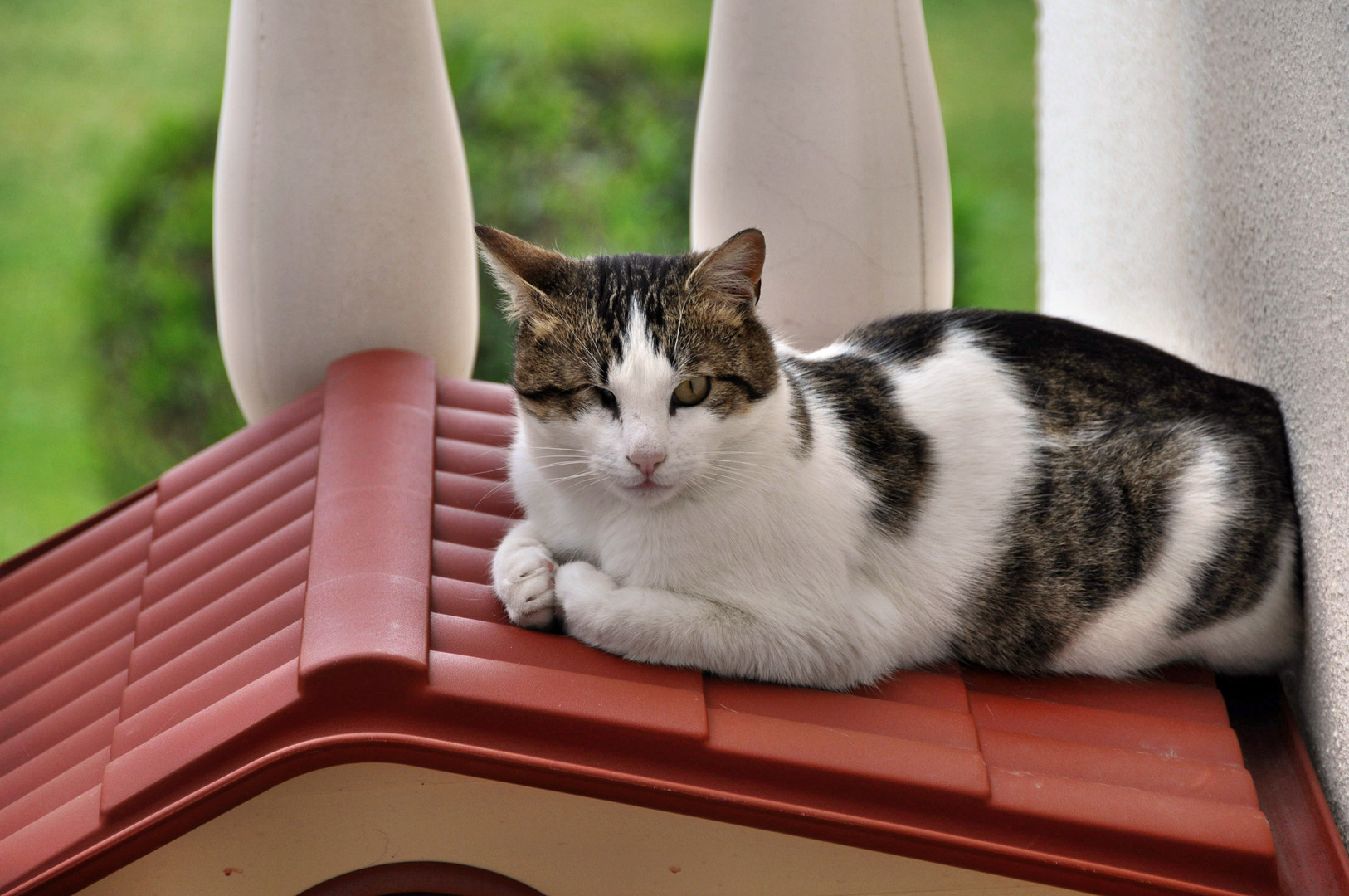 Kater als stolzer Hausbesitzer