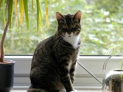 Kater am Fenster