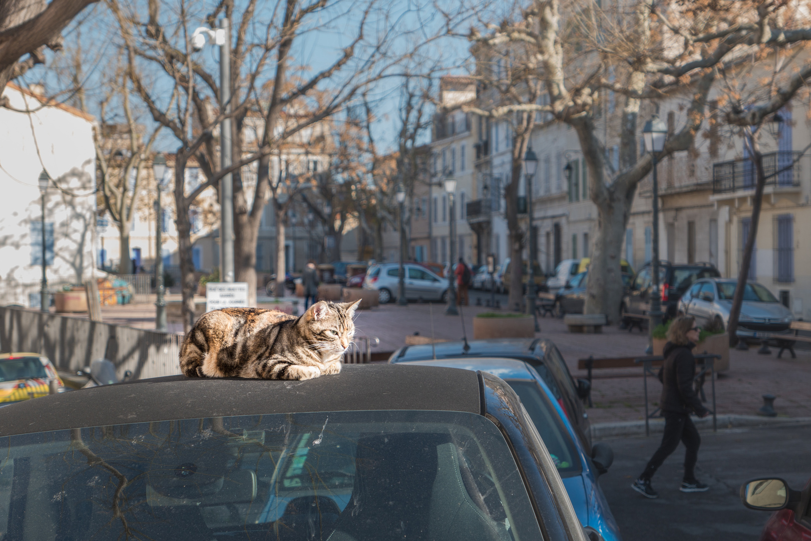 Kater am Morgen