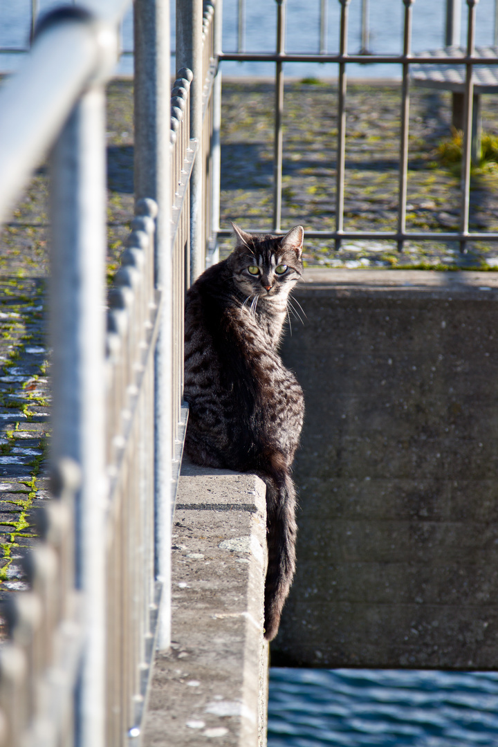 Kater am See