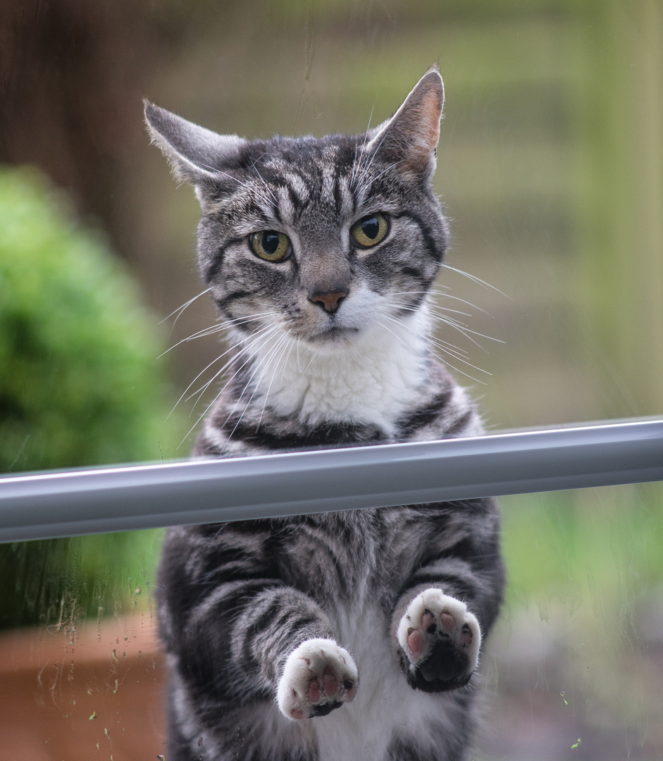 Kater an der Tür - Name Friedrich