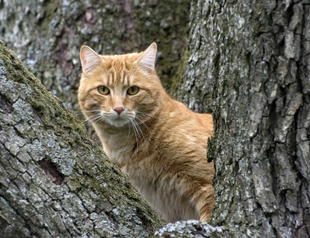 Kater auf Baum