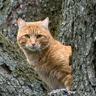 Kater auf Baum