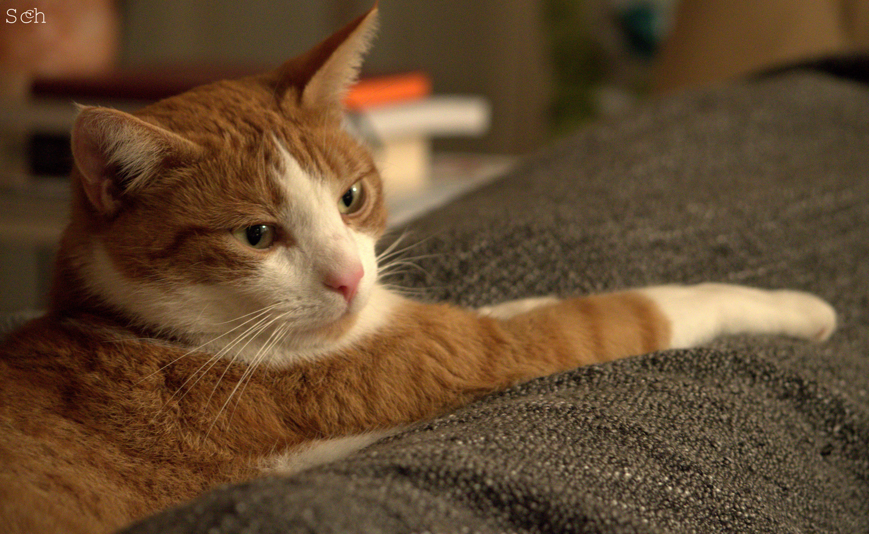 Kater auf Couch