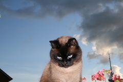 Kater auf dem Balkon