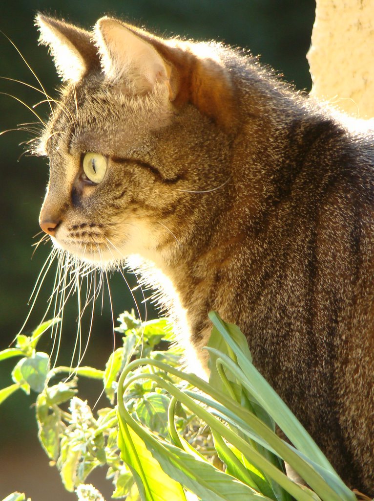 Kater auf dem Balkon