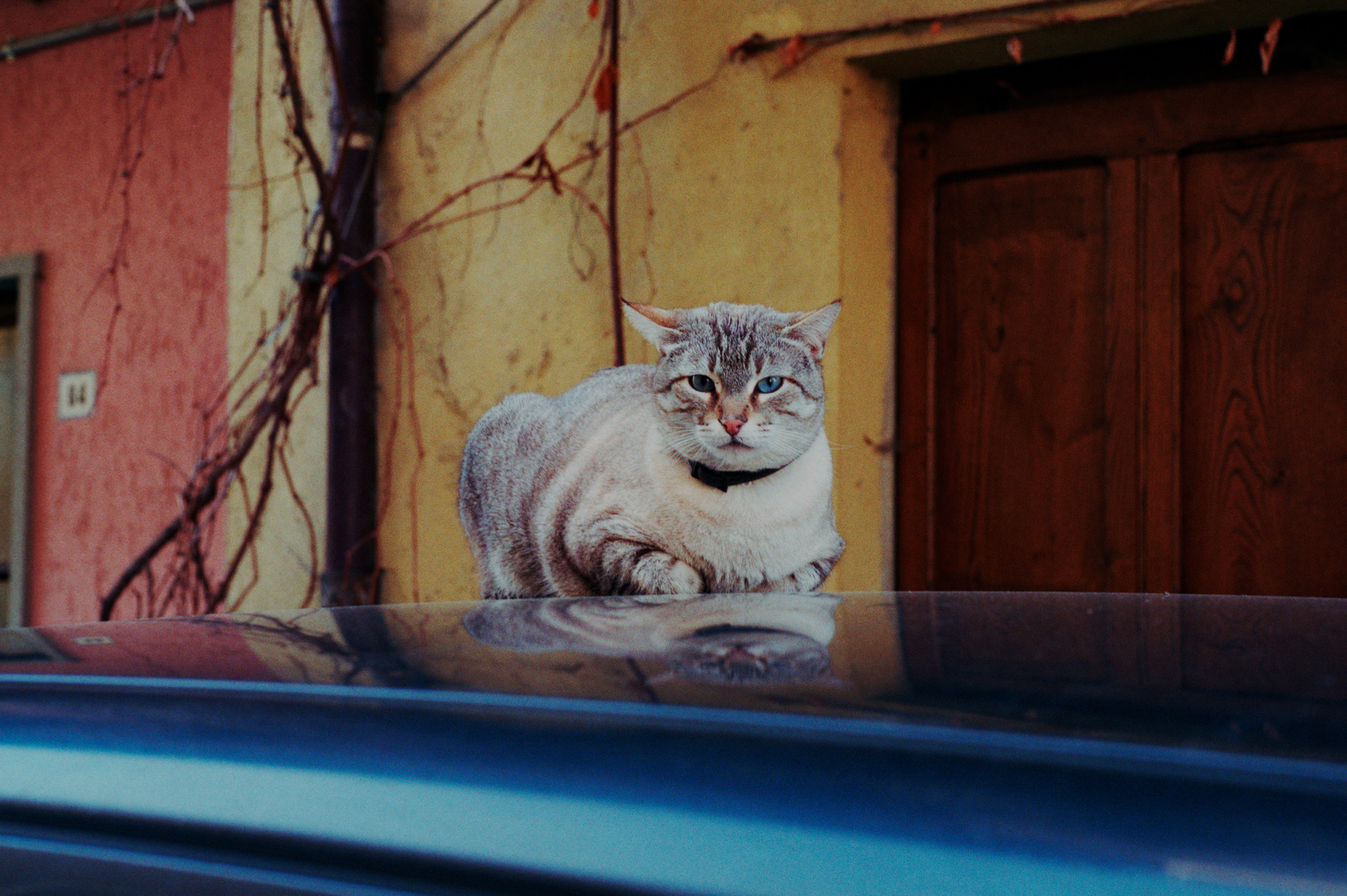 Kater auf dem Blechdach