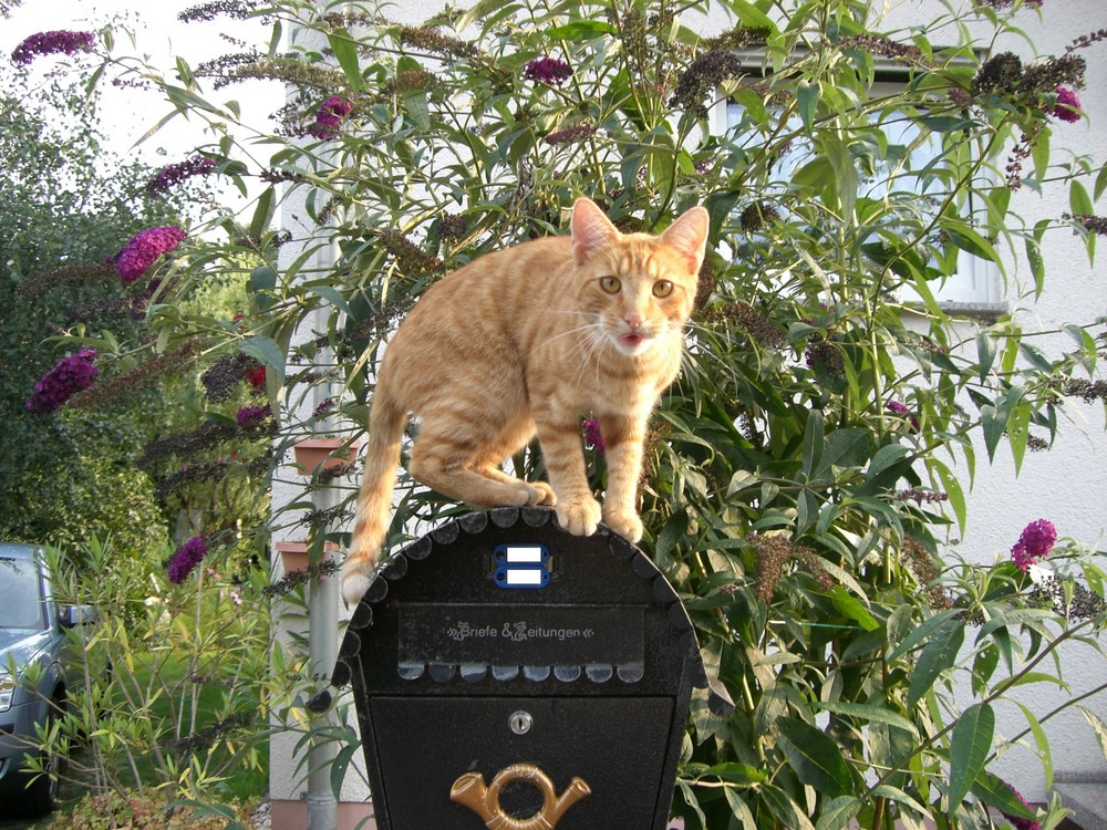 Kater auf dem Briefkasten