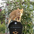 Kater auf dem Briefkasten