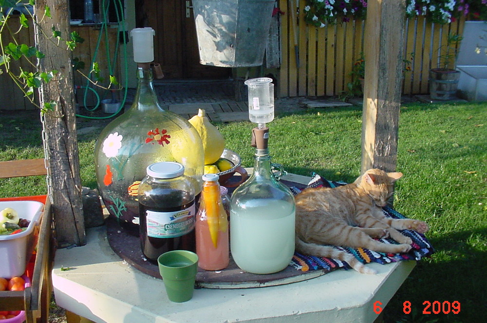 Kater auf dem Brunnen in Ungarn