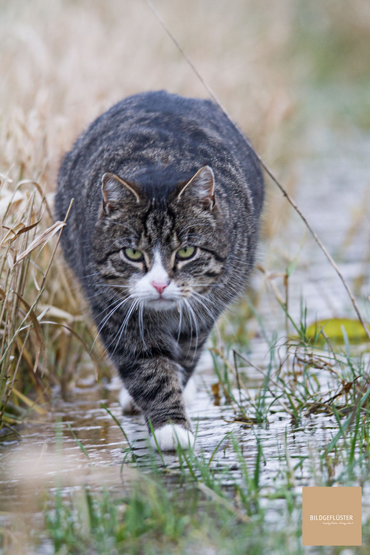 Kater auf dem Eis