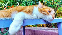 Kater auf dem Gartentisch