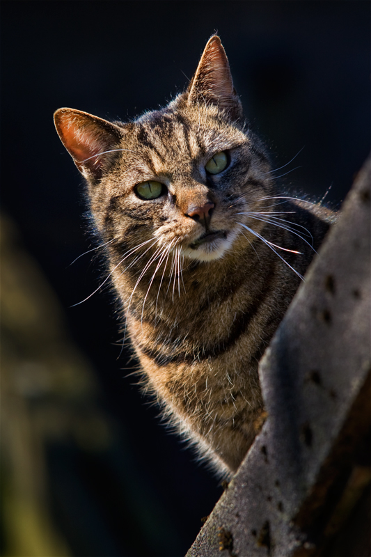 Kater auf dem kalten Steindach