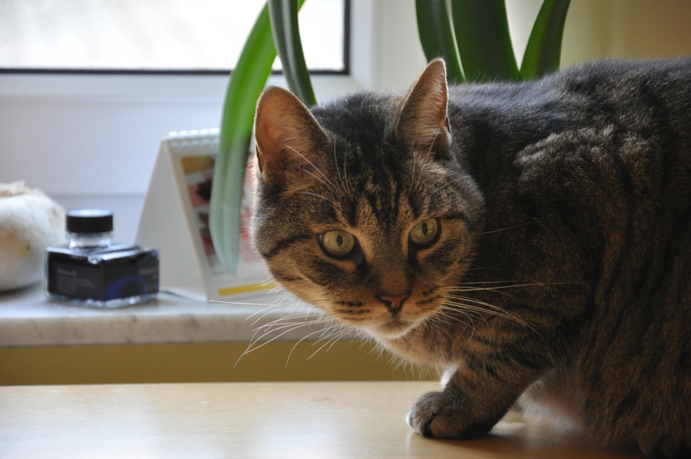 Kater auf dem Schreibtisch