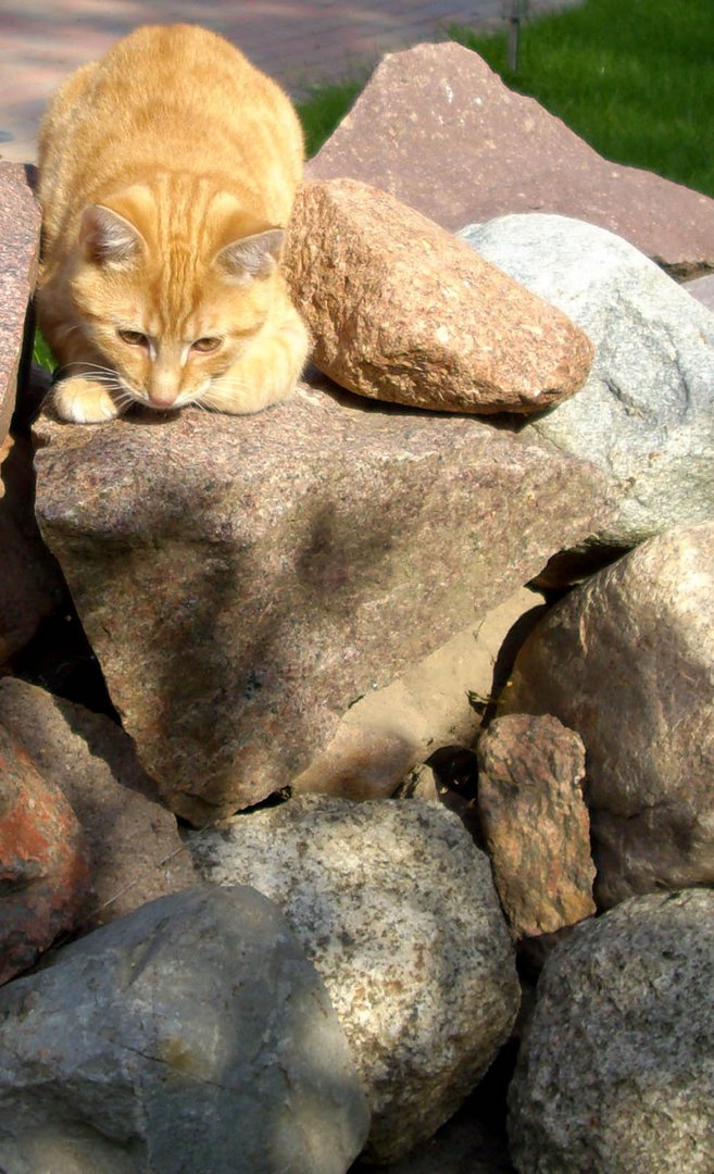 Kater auf der Jagd