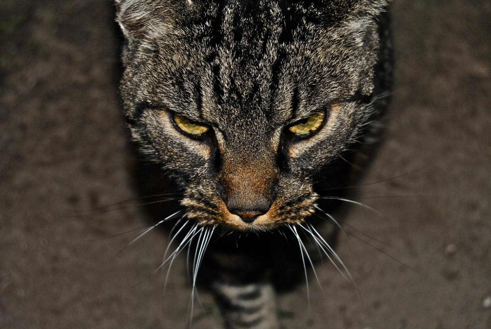 Kater auf der Jagt