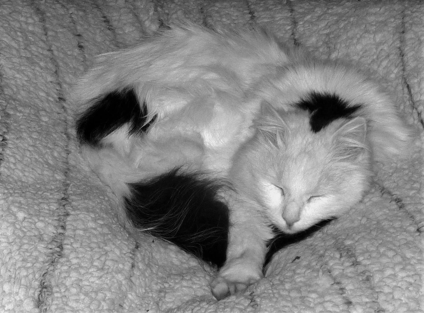 Kater auf der Kuscheldecke