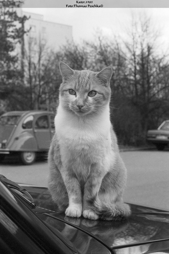 Kater auf der Motorhaune