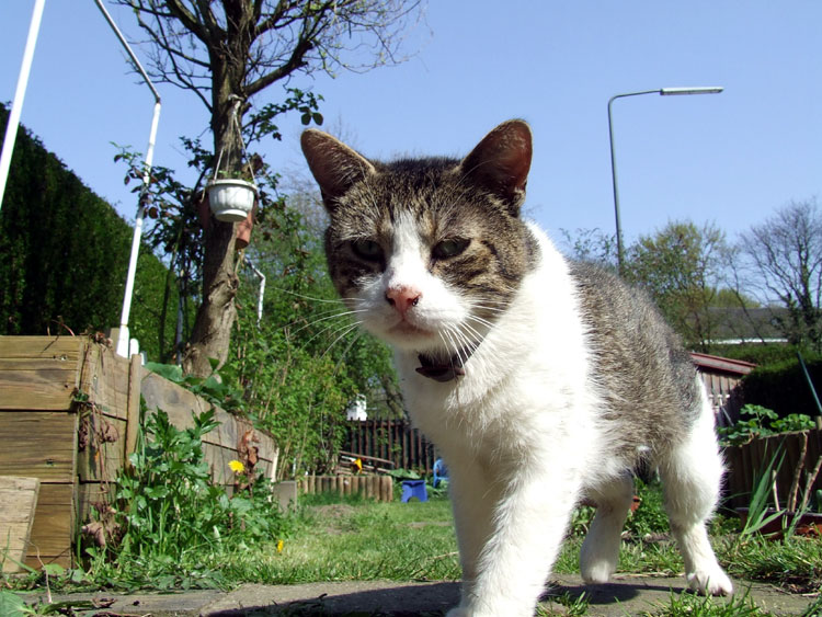 Kater auf der Pirsch