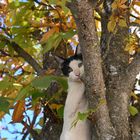 Kater auf einem Baum