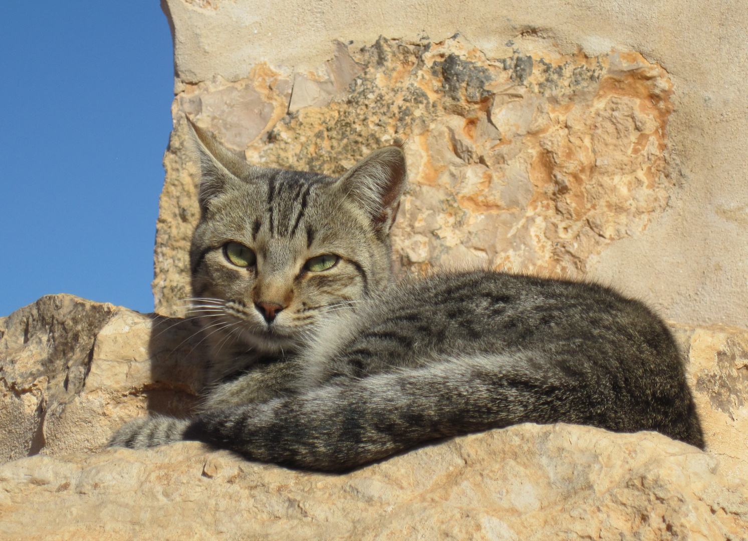 Kater auf Fuerteventura