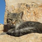 Kater auf Fuerteventura