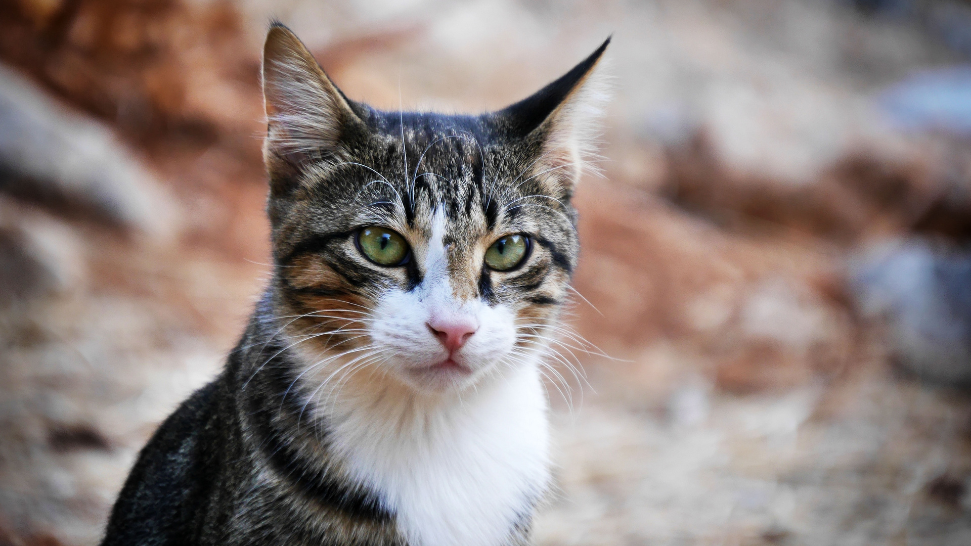 Kater auf Kreta