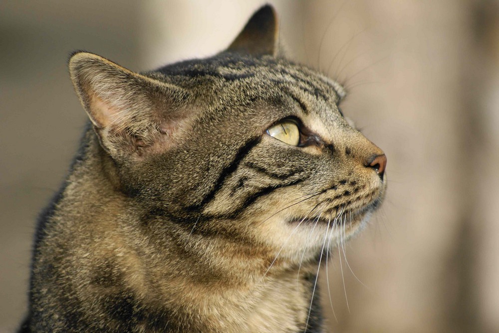 Kater aus dem Katzenhaus Schaffhausen