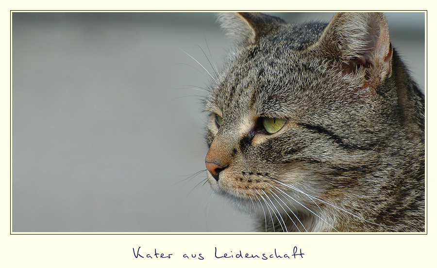 Kater aus Leidenschaft