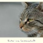 Kater aus Leidenschaft