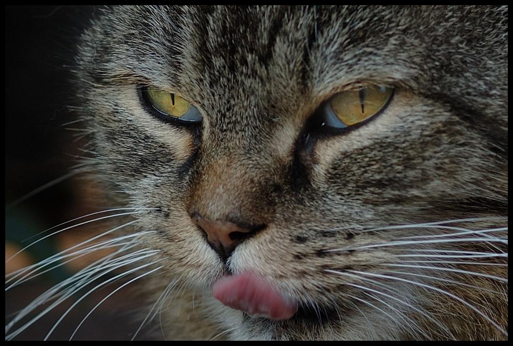 Kater aus Popelau