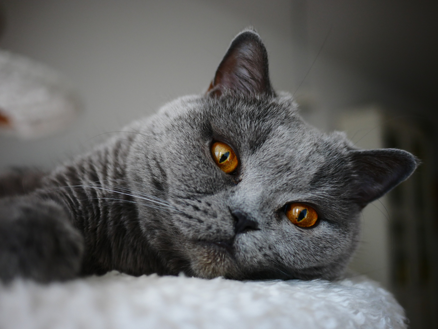 Kater Foto & Bild | natur, portrait, katze Bilder auf fotocommunity