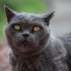 Kater Balou mit 18 Jahren