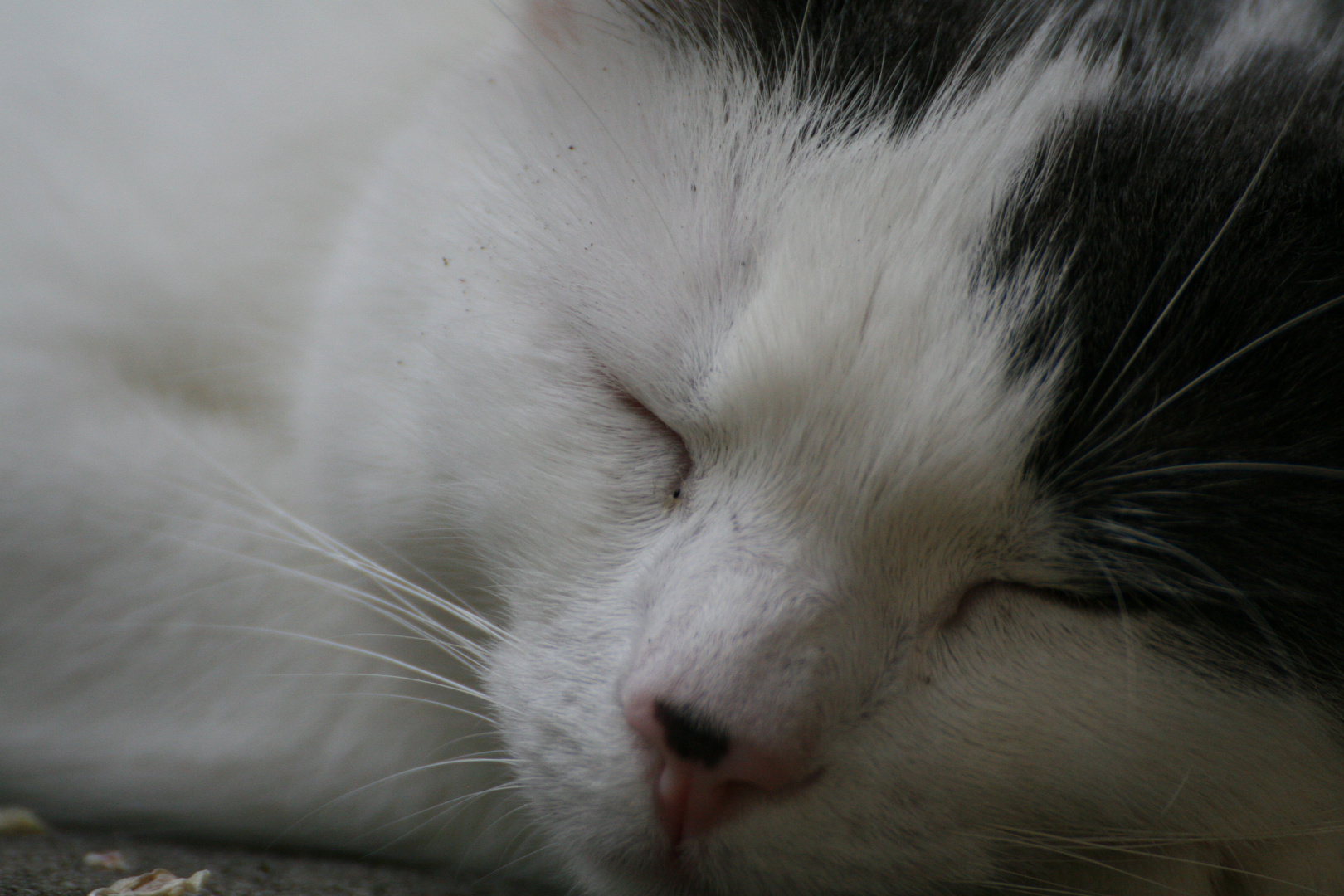 Kater beim Schlafen im Garten