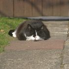 Kater beim Sonnen baden