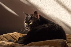 Kater beim Sonnenbad #6