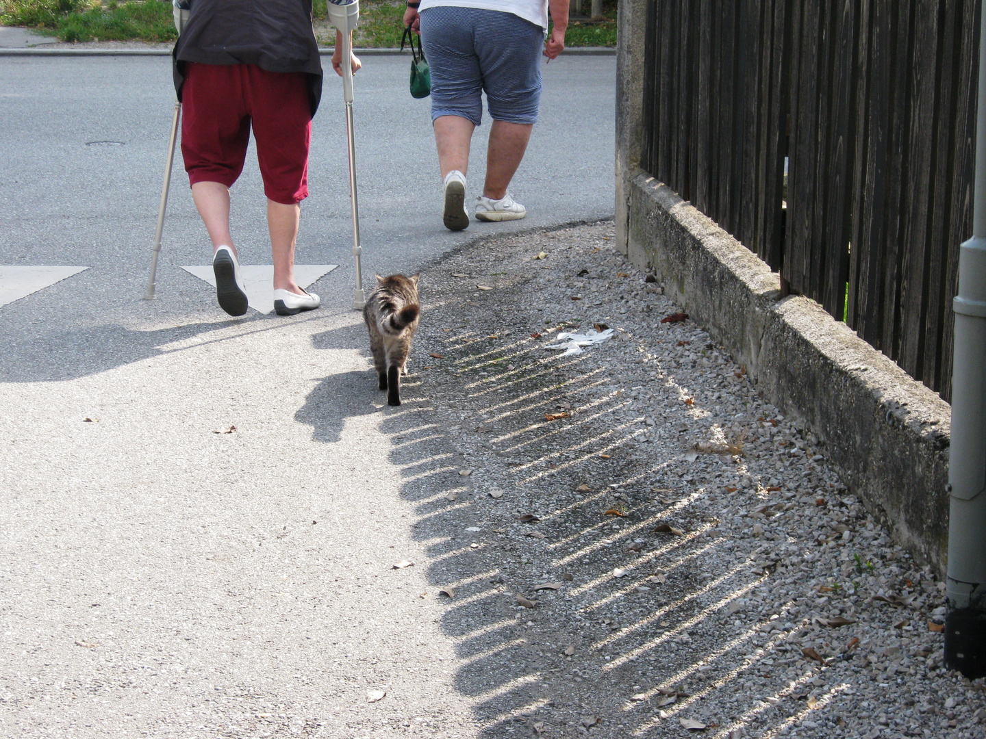 Kater beim Spazierengehen mit Frauli