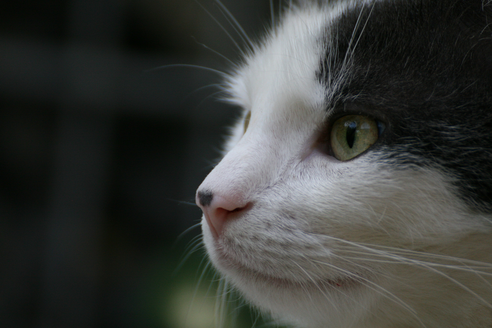 Kater beim Vögel beobachten