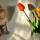 Kater besichtigt Kunstblume