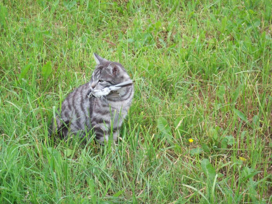 Kater `Bledel`mit Jagdglück