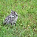 Kater `Bledel`mit Jagdglück