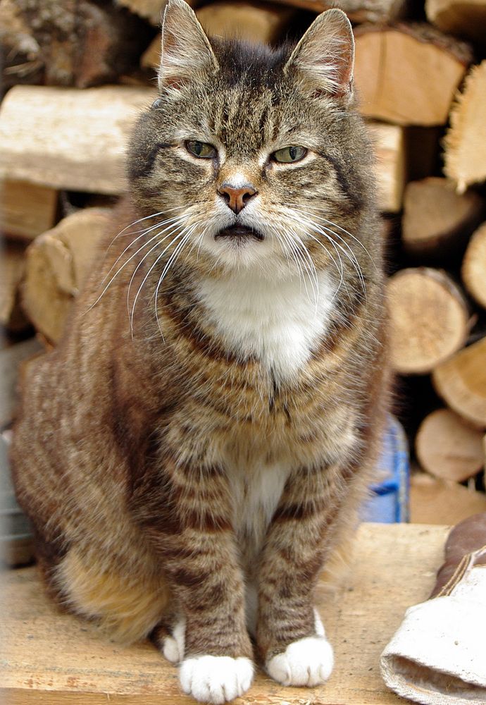 Kater Bonny auf seinen Abenteuerspielplatz