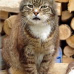 Kater Bonny auf seinen Abenteuerspielplatz