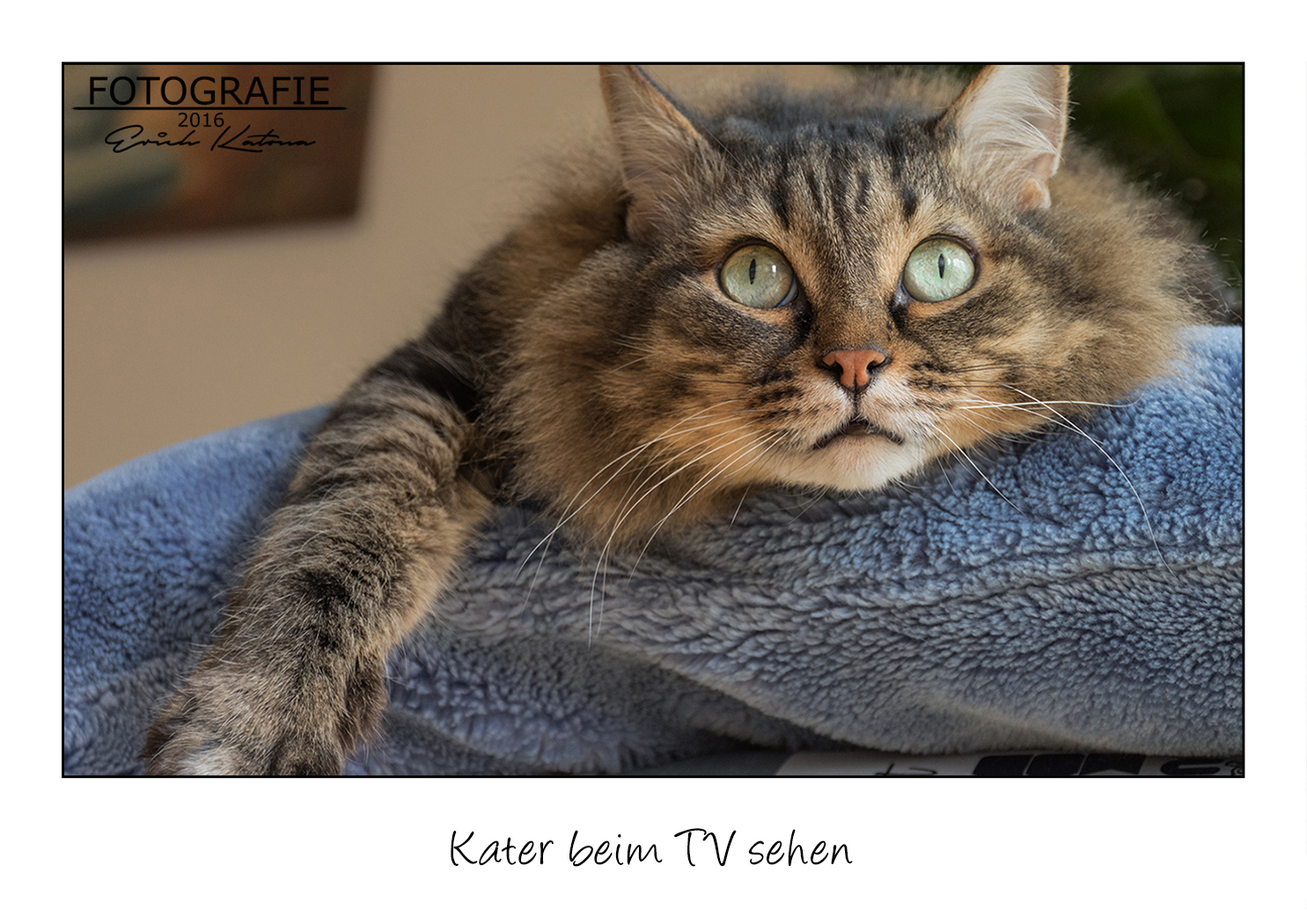 Kater