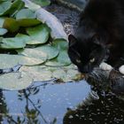 Kater Carl am Teich