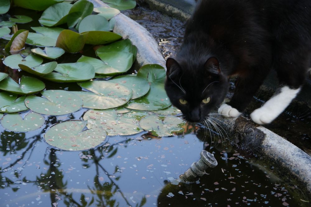 Kater Carl am Teich Foto & Bild tiere, haustiere, katzen Bilder auf