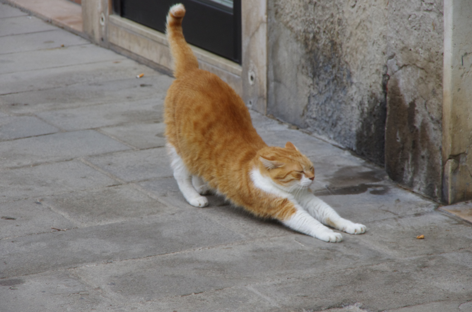 Kater Carlo beim Tai Chi