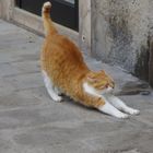 Kater Carlo beim Tai Chi